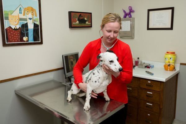 A team member examining a black and white dog