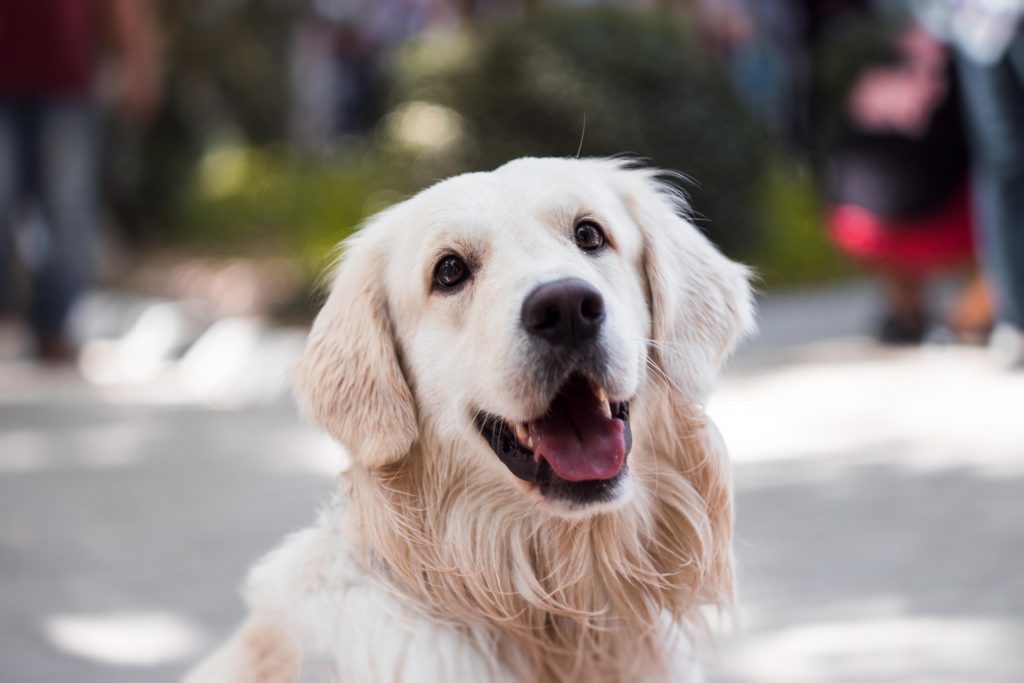 a dirty white dog with its mouth open